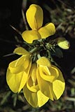 Furze