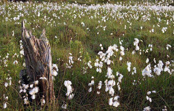 Bog Cotton