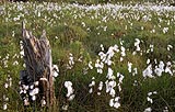 Bog Cotton
