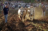 Cattle Fair, Kanfanar, Istria, Croatia