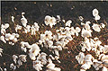 Bog Cotton