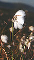 Bog Cotton
