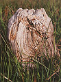 Bog wood