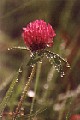Clover