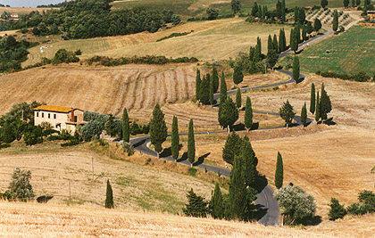 Monticchiello Cypress lined road.
