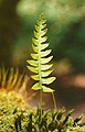 Fern