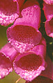 Foxgloves