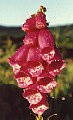 Foxgloves