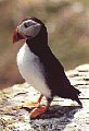 Puffin