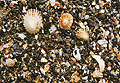 Shells on beach