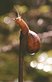 Snail