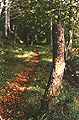 Woodland path